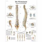 Die menschliche Wirbelsäule - Anatomie und Pathologie, 1001314 [VR0152L], système Squelettique