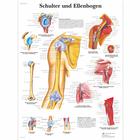 Schulter und Ellenbogen, 1001316 [VR0170L], Skeletal System