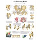 Becken und Hüfte - Anatomie und Pathologie, 1001320 [VR0172L], Sistema Scheletrico