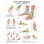 Fuß und Fußgelenke - Anatomie und Pathologie, 1001324 [VR0176L], système Squelettique
