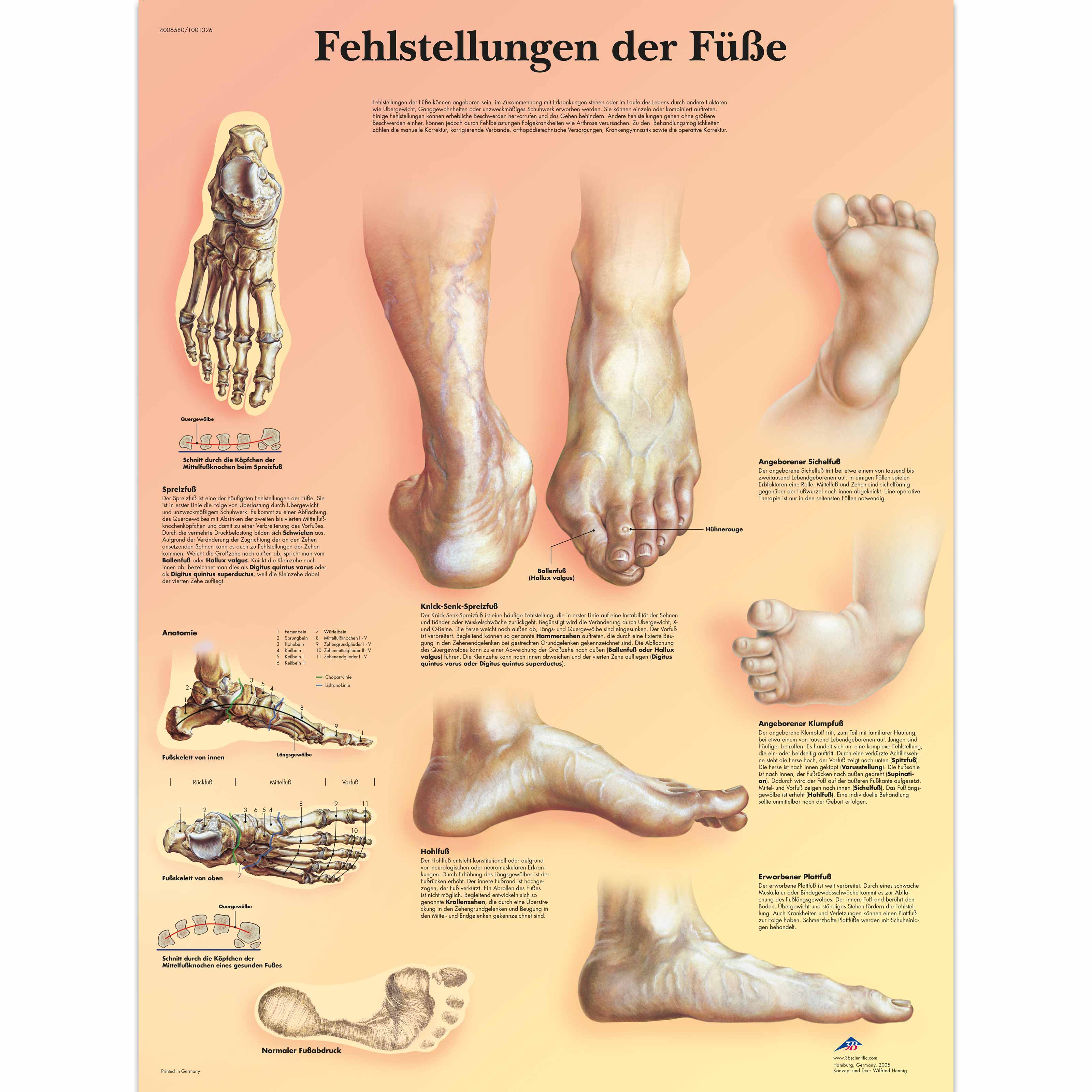 Foot Bone Anatomy Chart