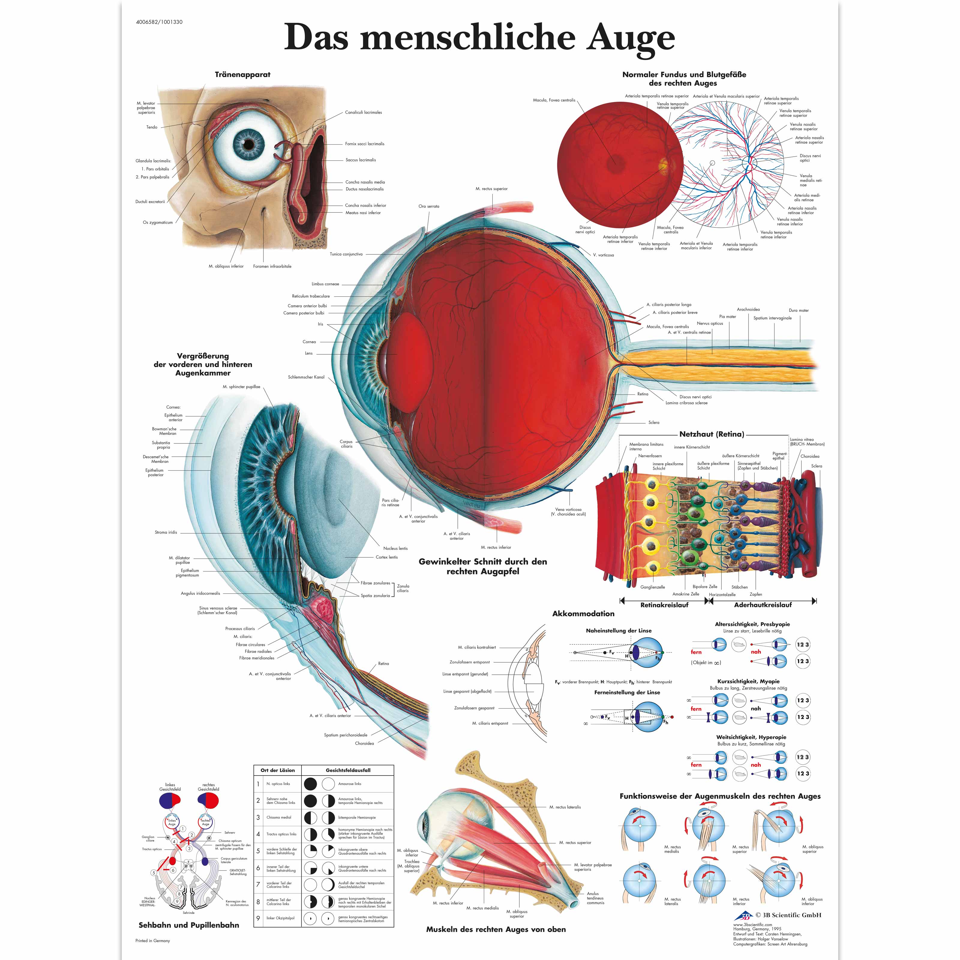 Lehrtafel - Das menschliche Auge | 1001330 | 3B Scientific | VR0226L ...