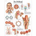 Der Kehlkopf, 1001336 [VR0248L], organes de la parole

