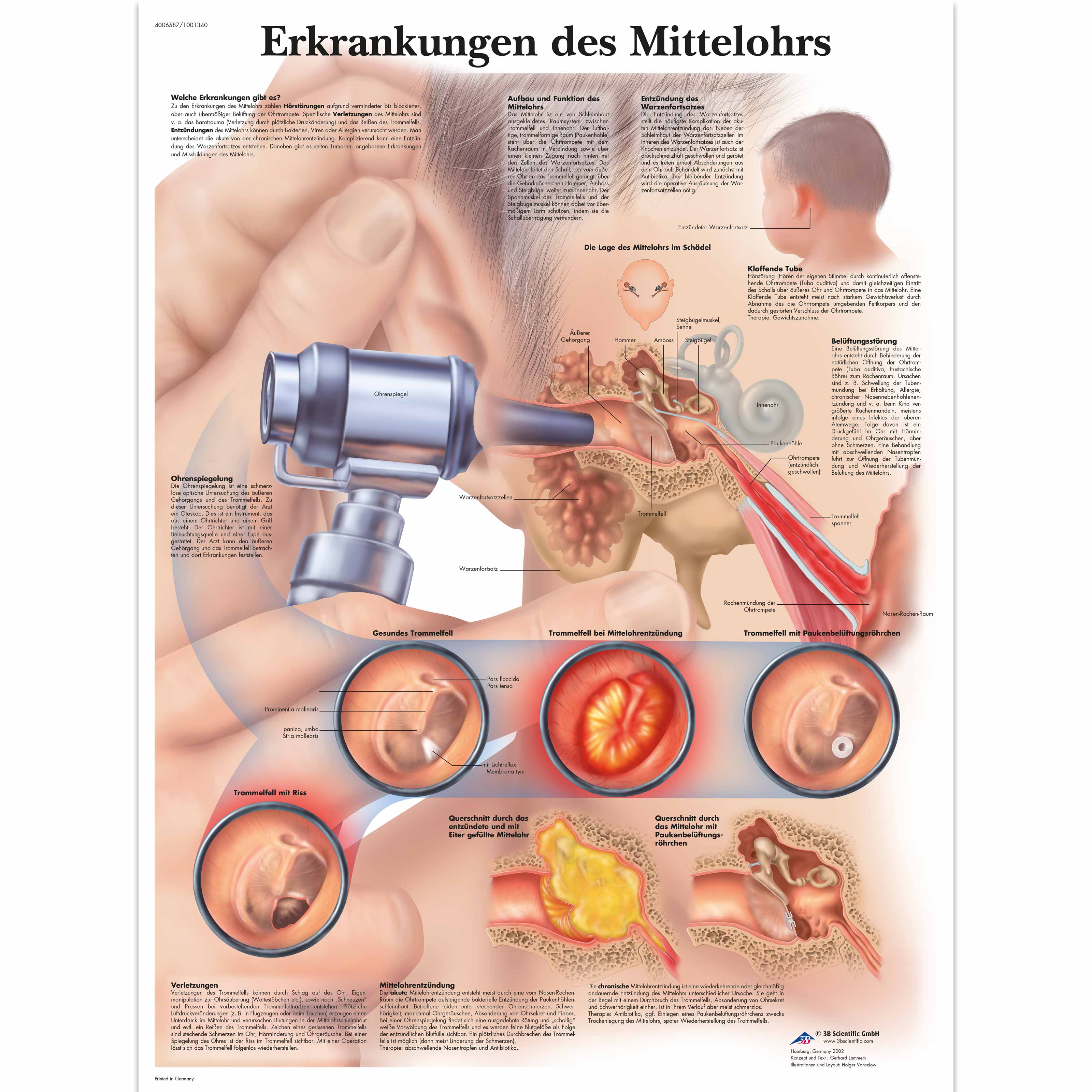 Ear Nose Throat Anatomy Chart