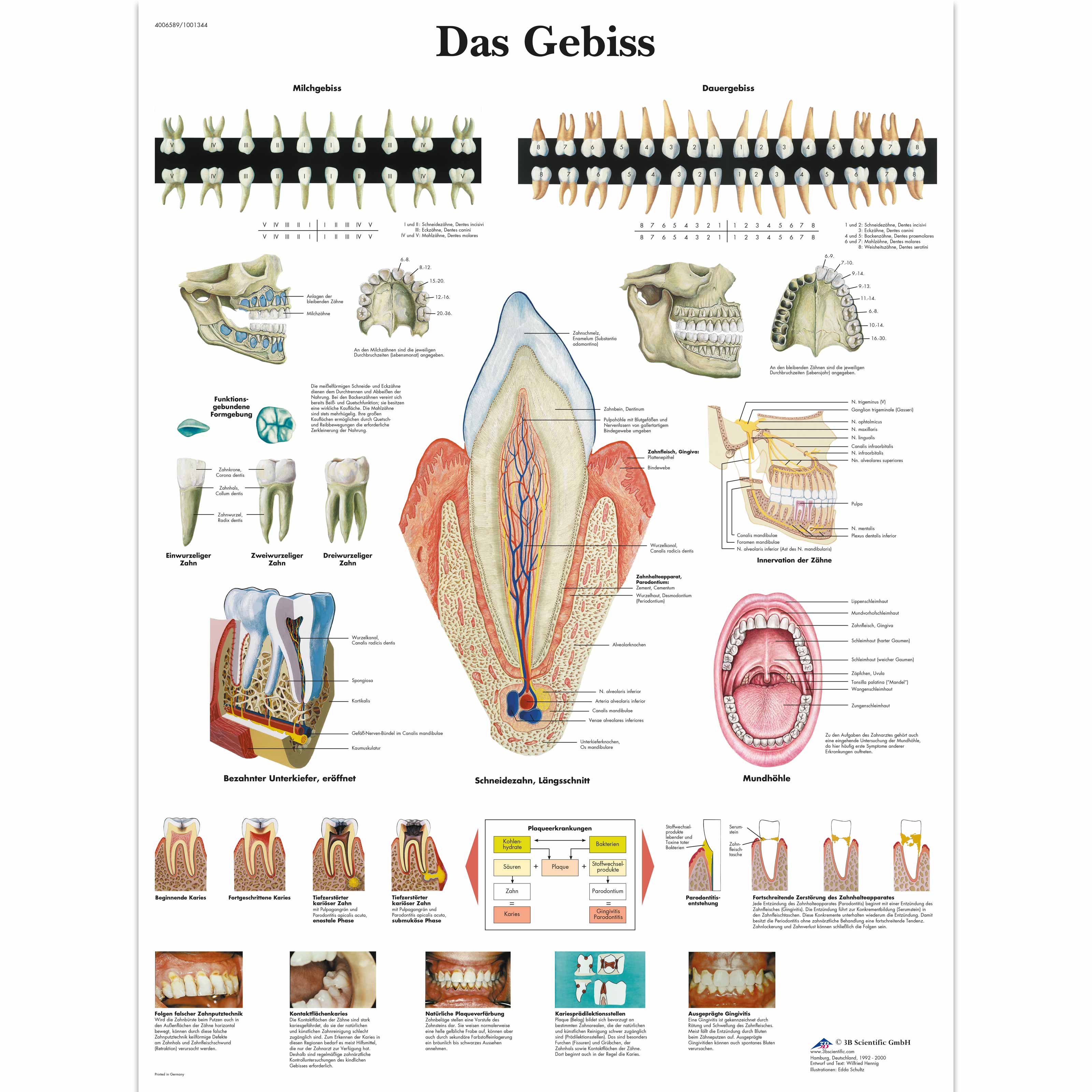 Dental Chart Human