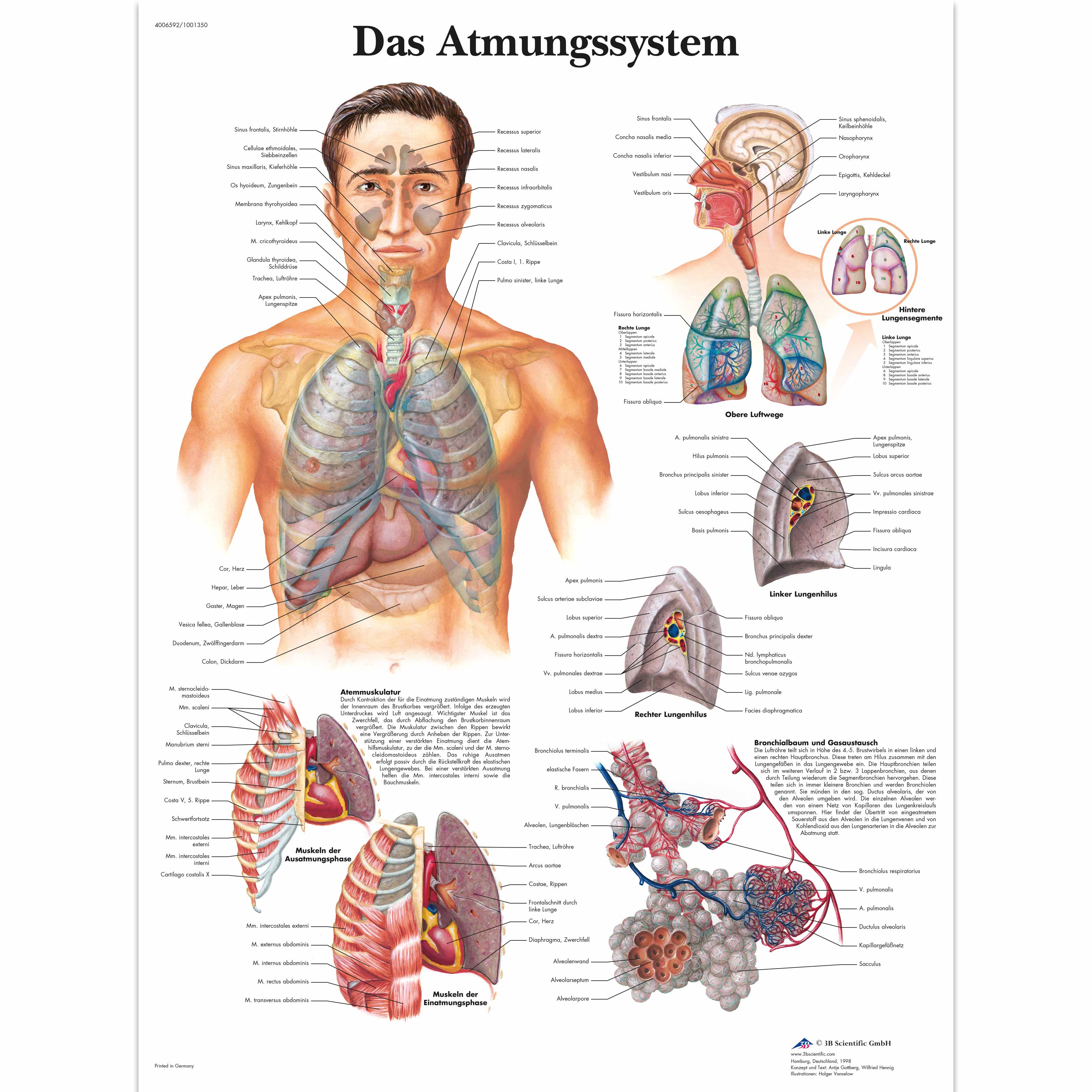Lehrtafel - Das Atmungssystem | 1001350 | 3B Scientific | VR0322L ...