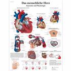 Lehrtafel - Das menschliche Herz - Anatomie und Physiologie, 1001358 [VR0334L], Herzgesundheit und Fitnesserziehung