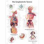 Das Lymphatische System, 1001377 [VR0392L], Système lymphatique
