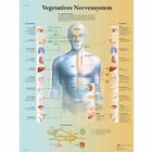 Lehrtafel - Vegetatives Nervensystem, 4006626 [VR0610uu], Gehirn und Nervensystem