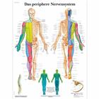 Das periphere Nervensystem, 1001424 [VR0621L], Cerveau et système nerveux