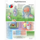 Kopfschmerzen, 4006638 [VR0714UU], Brain and Nervous system