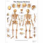 Lehrtafel - The Human Skeleton, 1001468 [VR1113L], Skelettsystem