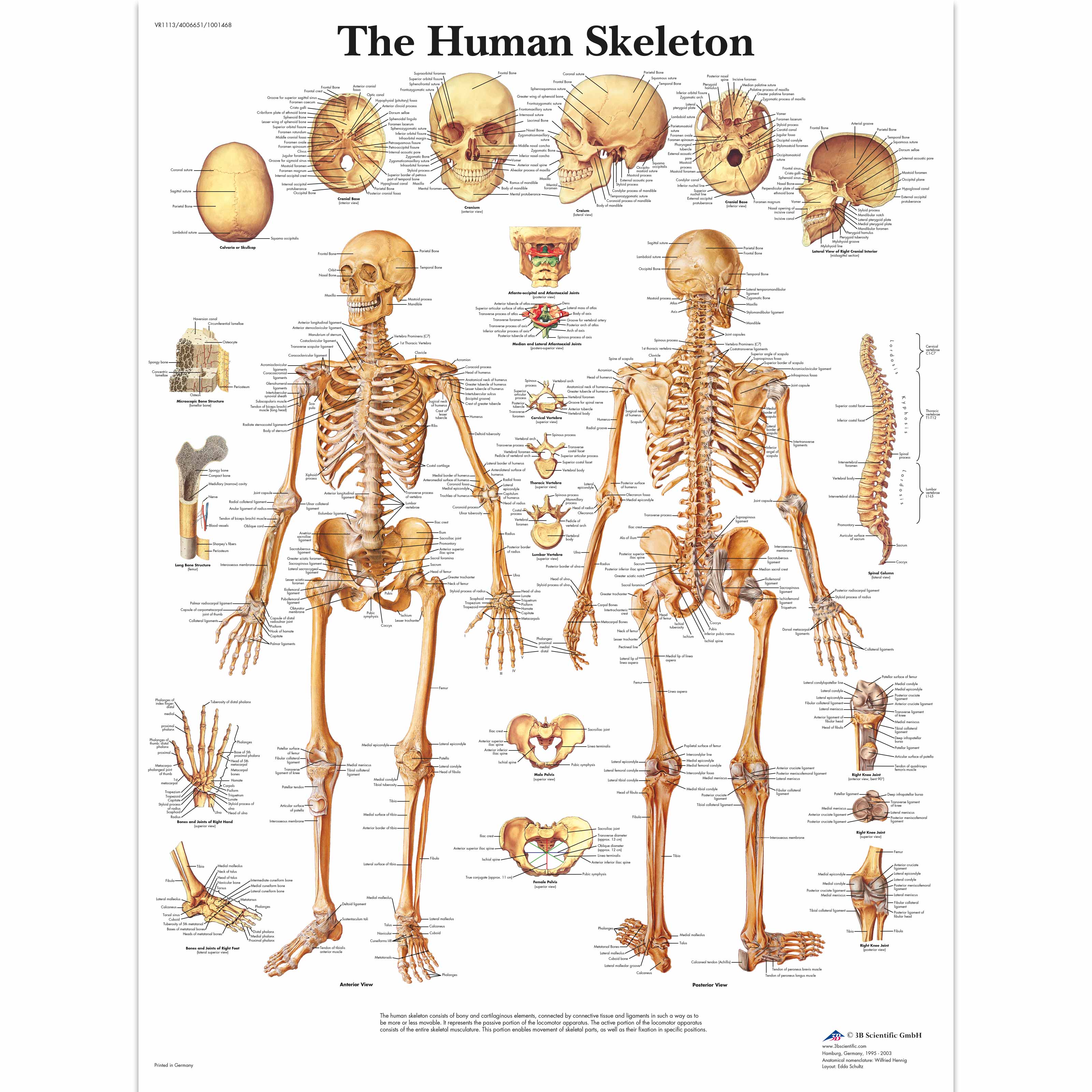 The Skeletal System Anatomical Chart | utuwa-ya.jp