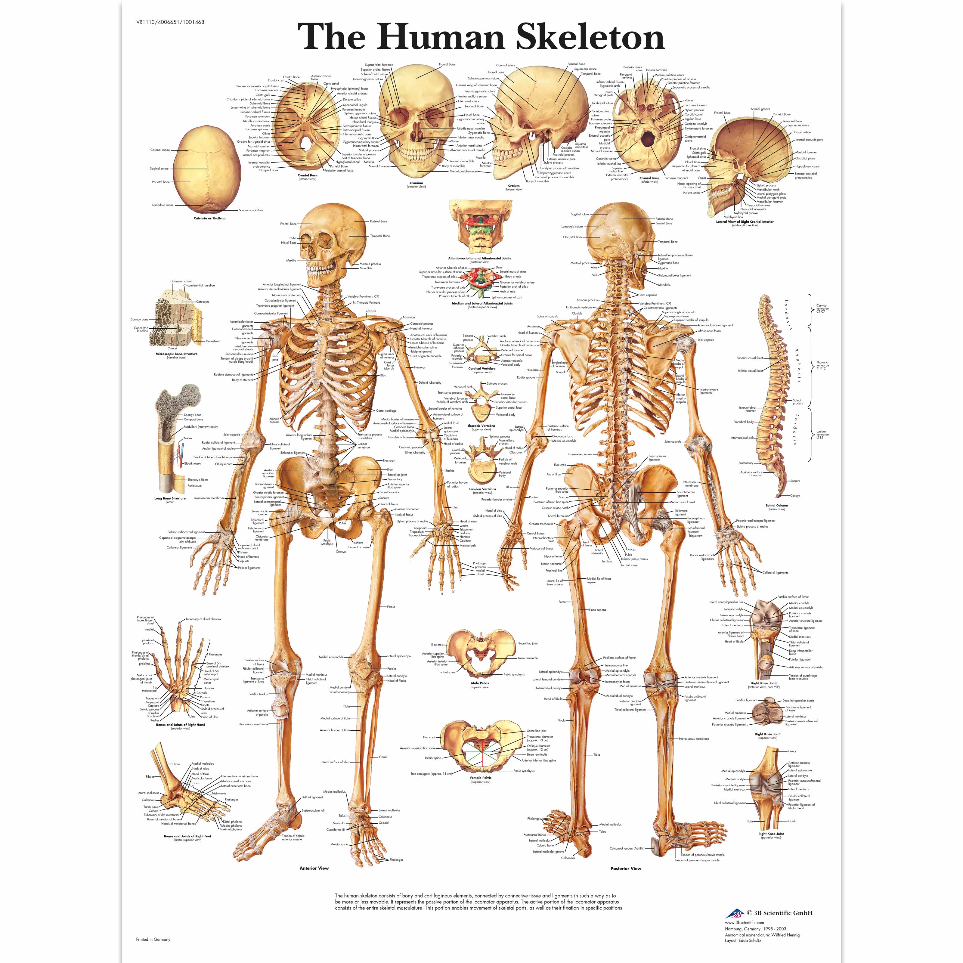 Joint Chart Anatomy