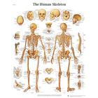 Human Skeleton STICKYchart™, VR1113S, Skeletal System