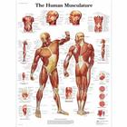 Lehrtafel - Human Musculature, 1001470 [VR1118L], Muskel

