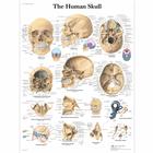 Human Skull Chart, 1001478 [VR1131L], Sistema Scheletrico
