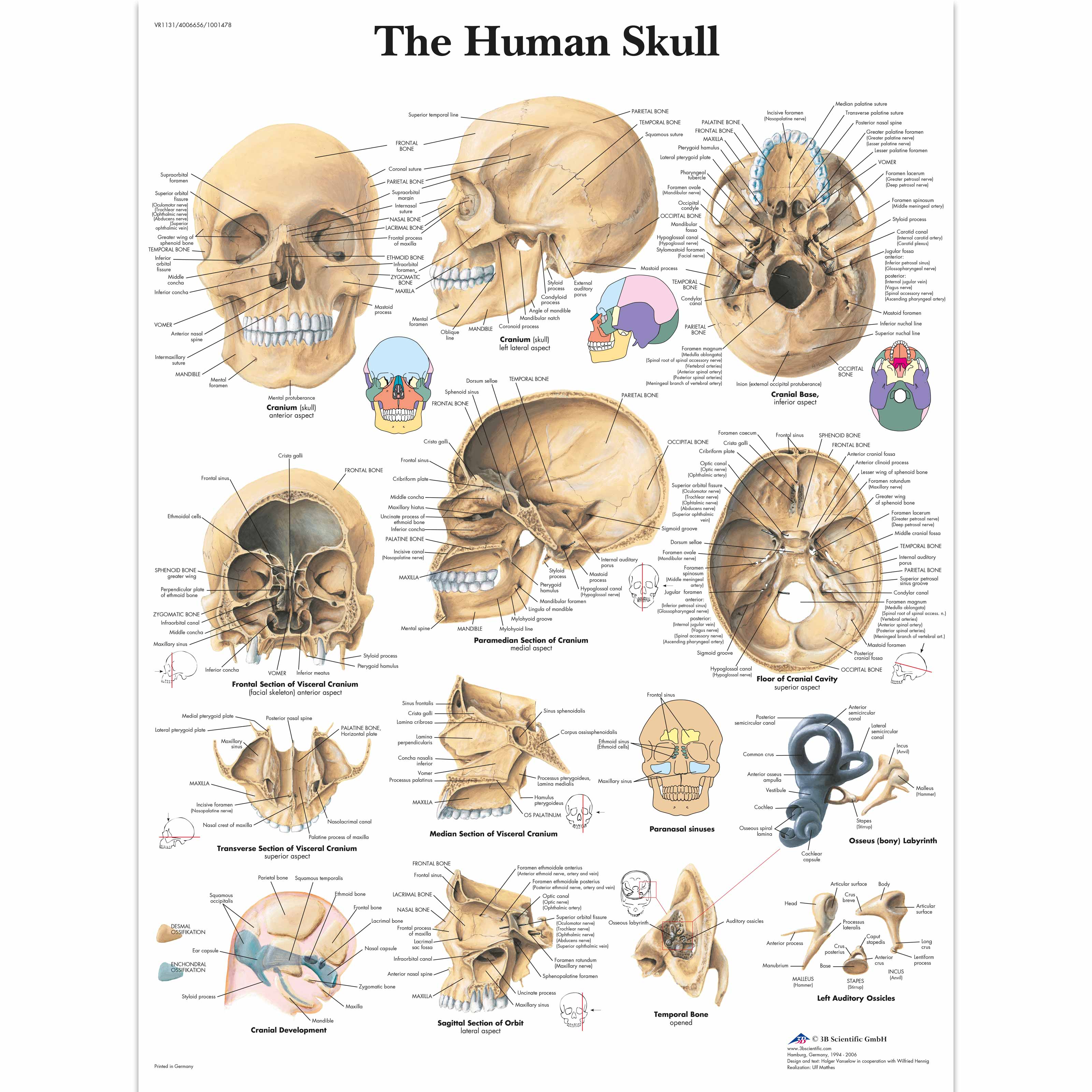 Skeletal System Anatomical Chart