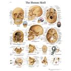 Human Skull STICKYchart™ 
, VR1131S, Skeletal System