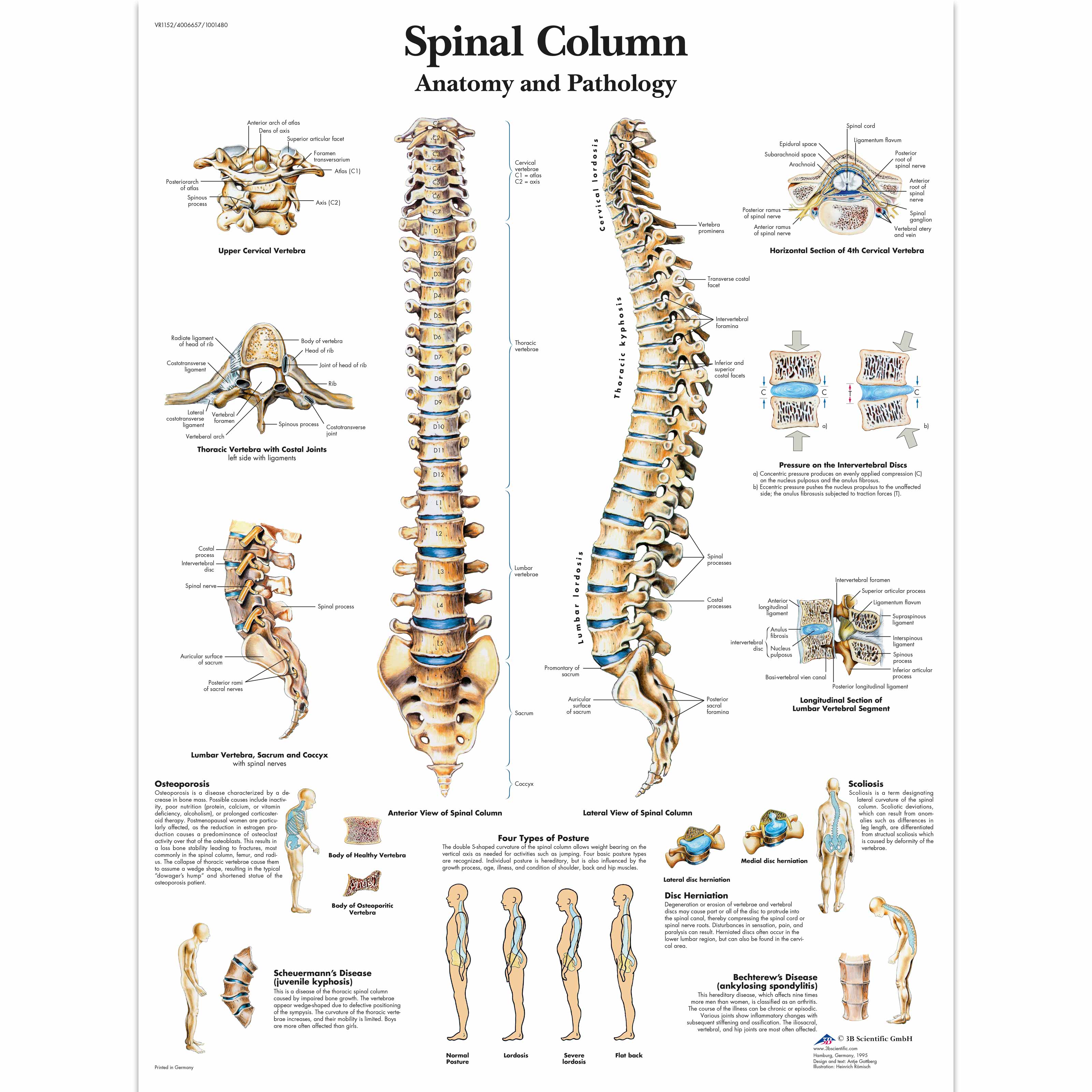 Vertebrae Number Chart