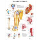 肩和肘解剖挂图, 1001482 [VR1170L], 骨骼系统