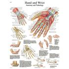 Hand and Wrist STICKYchart™, VR1171S, Skeletal System