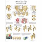 Pelvis and Hip Chart - Anatomy and Pathology, 1001486 [VR1172L], Skeletal System
