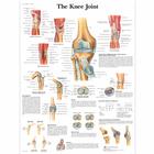 Lehrtafel - The Knee Joint, 1001488 [VR1174L], Skelettsystem