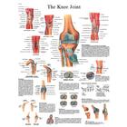 Knee Joint STICKYchart™, VR1174S, Skeletal System