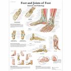 Foot and Joints of Foot - Anatomy and Pathology, 1001490 [VR1176L], système Squelettique