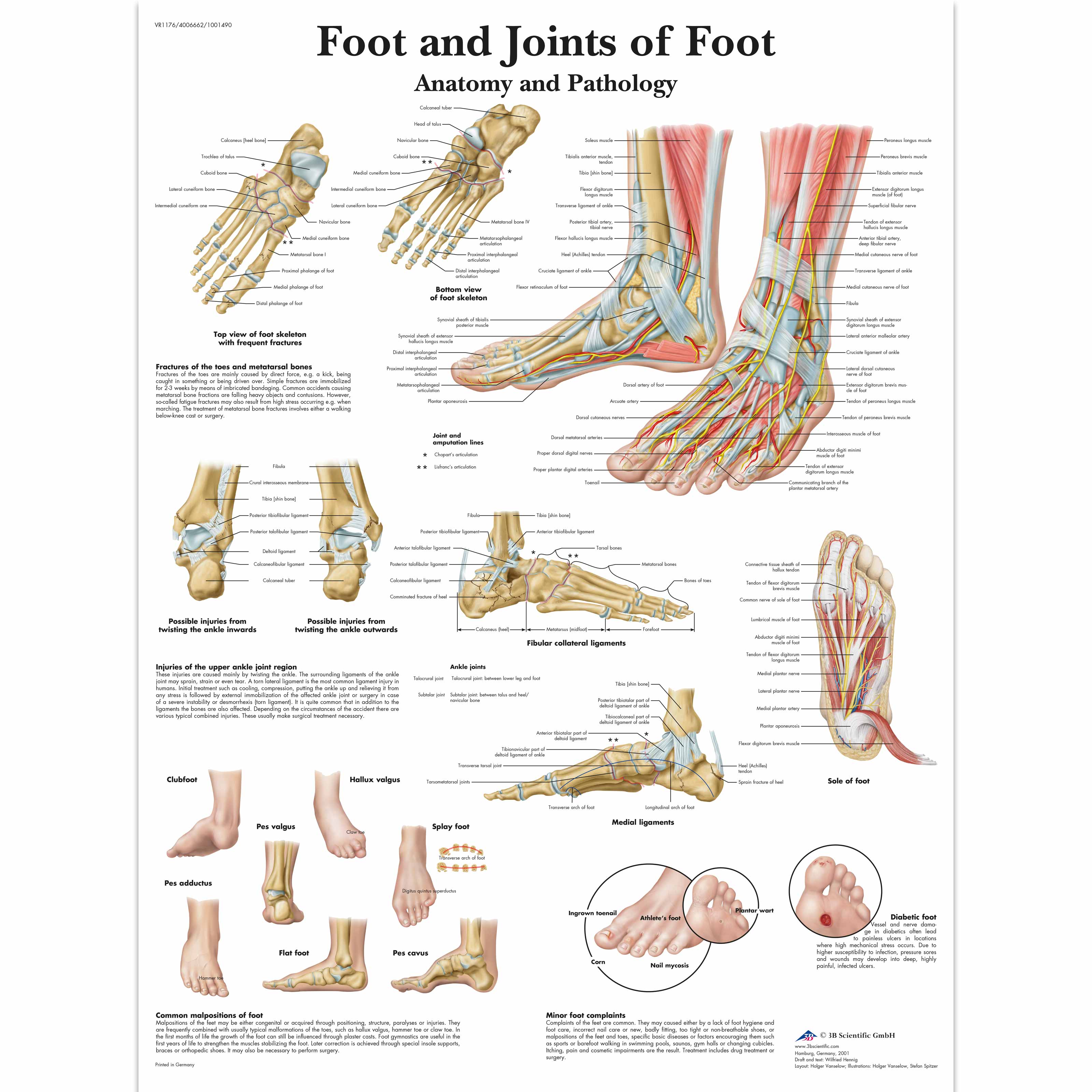 Laminated Anatomy Charts