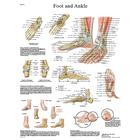 Foot and Ankle STICKYchart™, VR1176S, Skeletal System