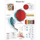 Human Eye Chart, 1001496 [VR1226L], Ophthalmology