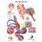 Human Ear Chart, 4006667 [VR1243UU], Ear, Nose and Throat (ENT)