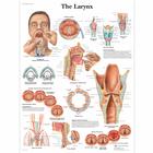 The Larynx Chart, 1001502 [VR1248L], Speech Organs