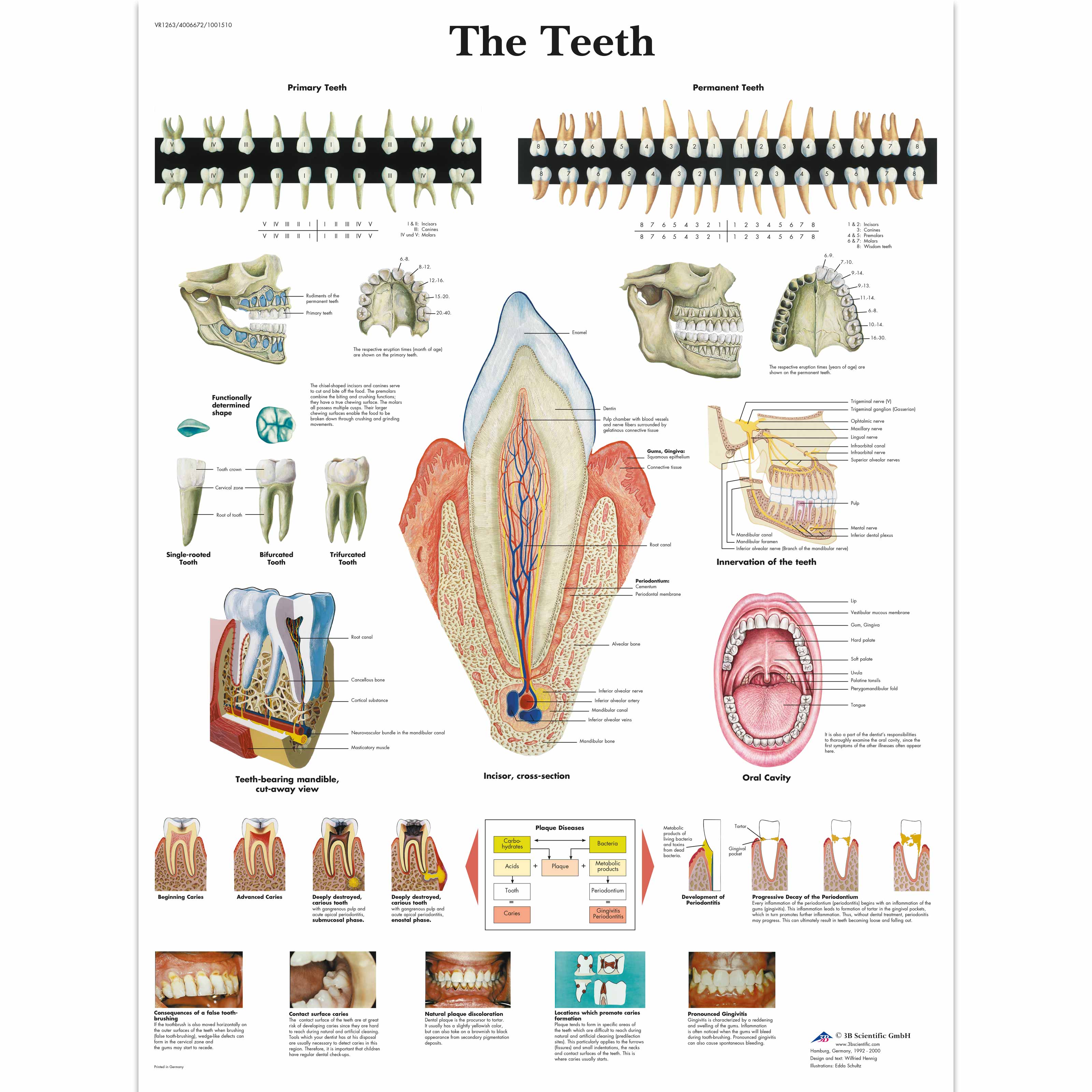 Human Teeth Chart