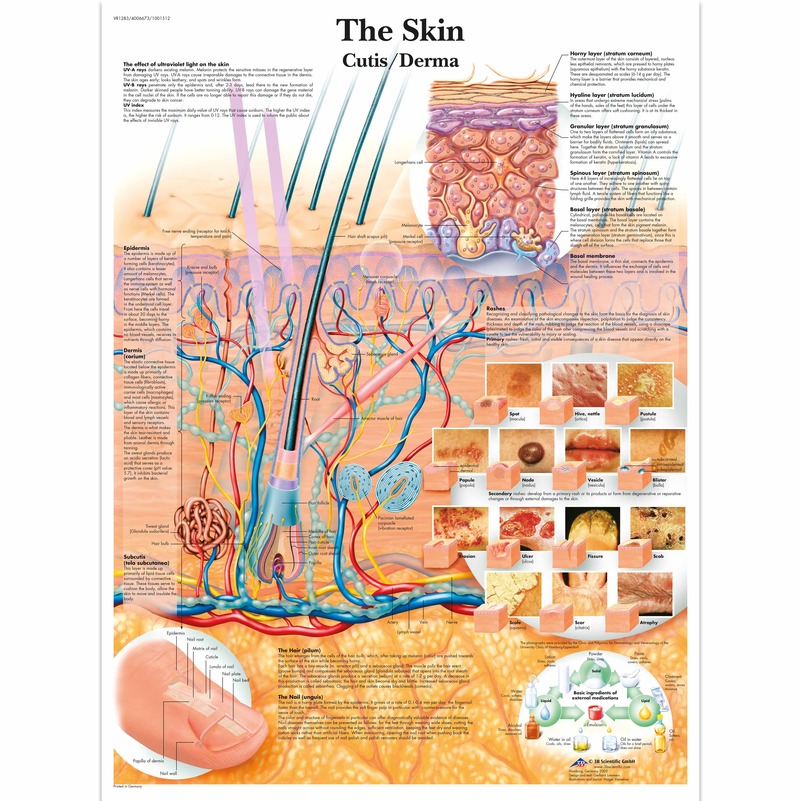 The Skin And Common Disorders Anatomical Chart