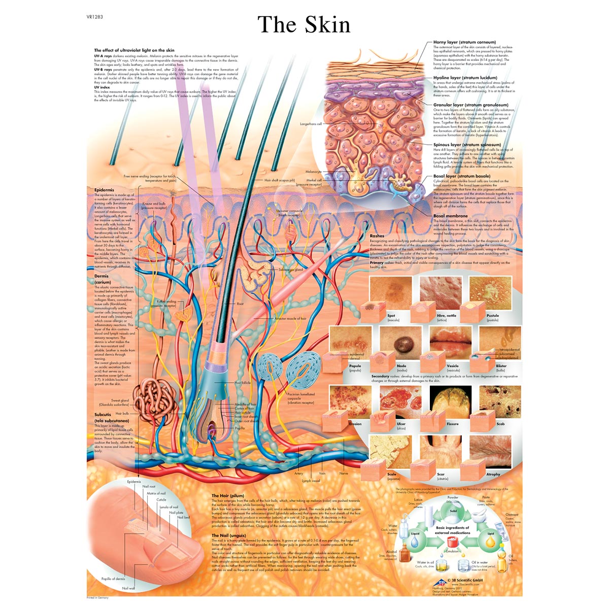 Anatomical Charts and Posters - Anatomy Charts - Vinyl Adhesive Charts ...