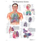 Respiratory System STICKYchart™, VR1322S, Respiratory System