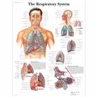 呼吸系统挂图, 4006675 [VR1322UU], 呼吸系统