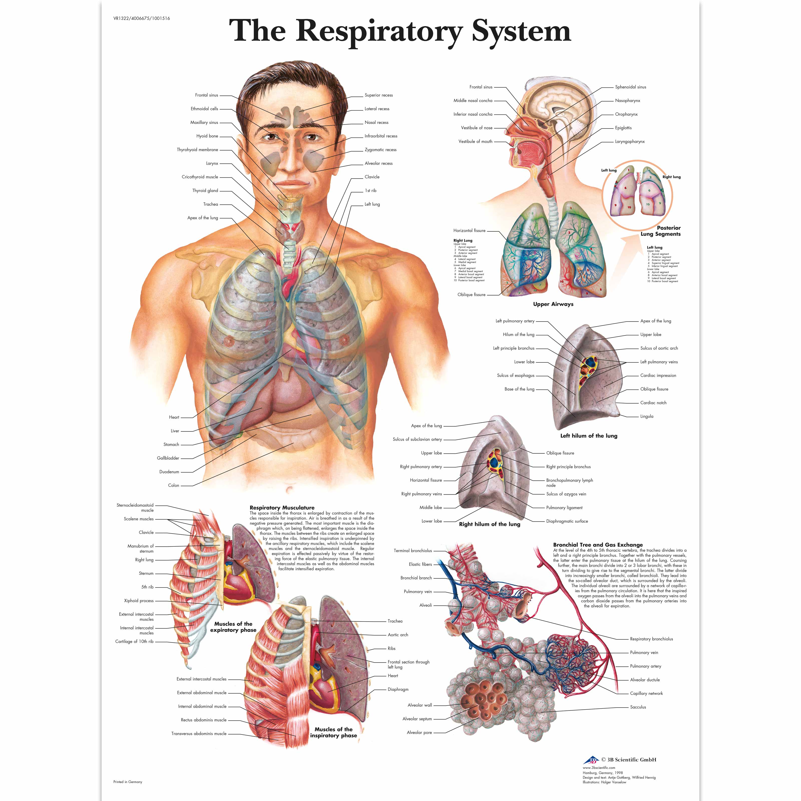 Lehrtafel - The Respiratory System | 4006675 | 3B Scientific | VR1322UU ...
