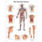The Vascular System, 1001528 [VR1353L], Sistema circulatorio
