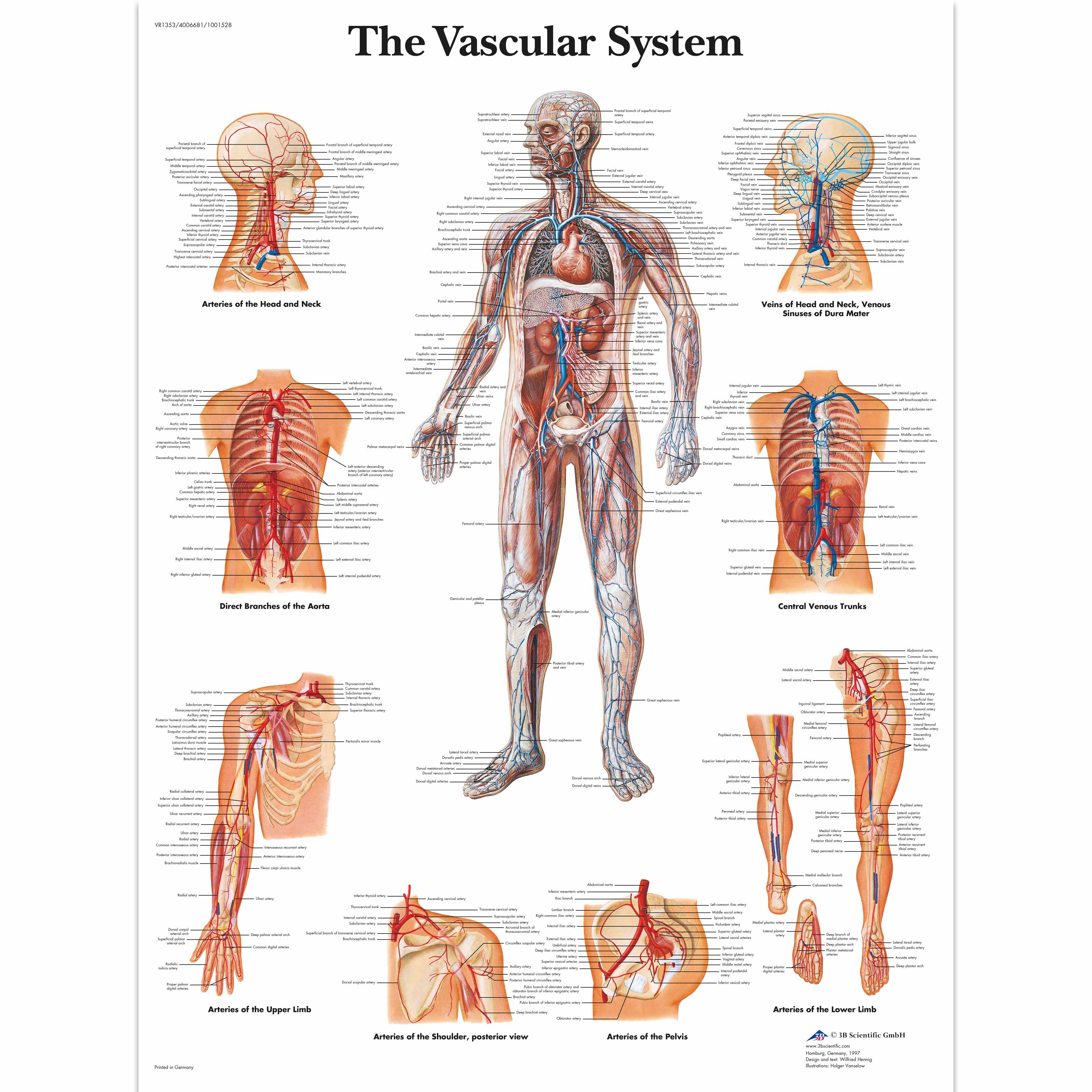 Anatomical Charts Of The Human Body