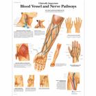 Clinically Important Blood Vessel and Nerve Pathways, 1001530 [VR1359L], Sistema Cardiovascular