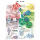 血液挂图, 1001538 [VR1379L], 心血管系统