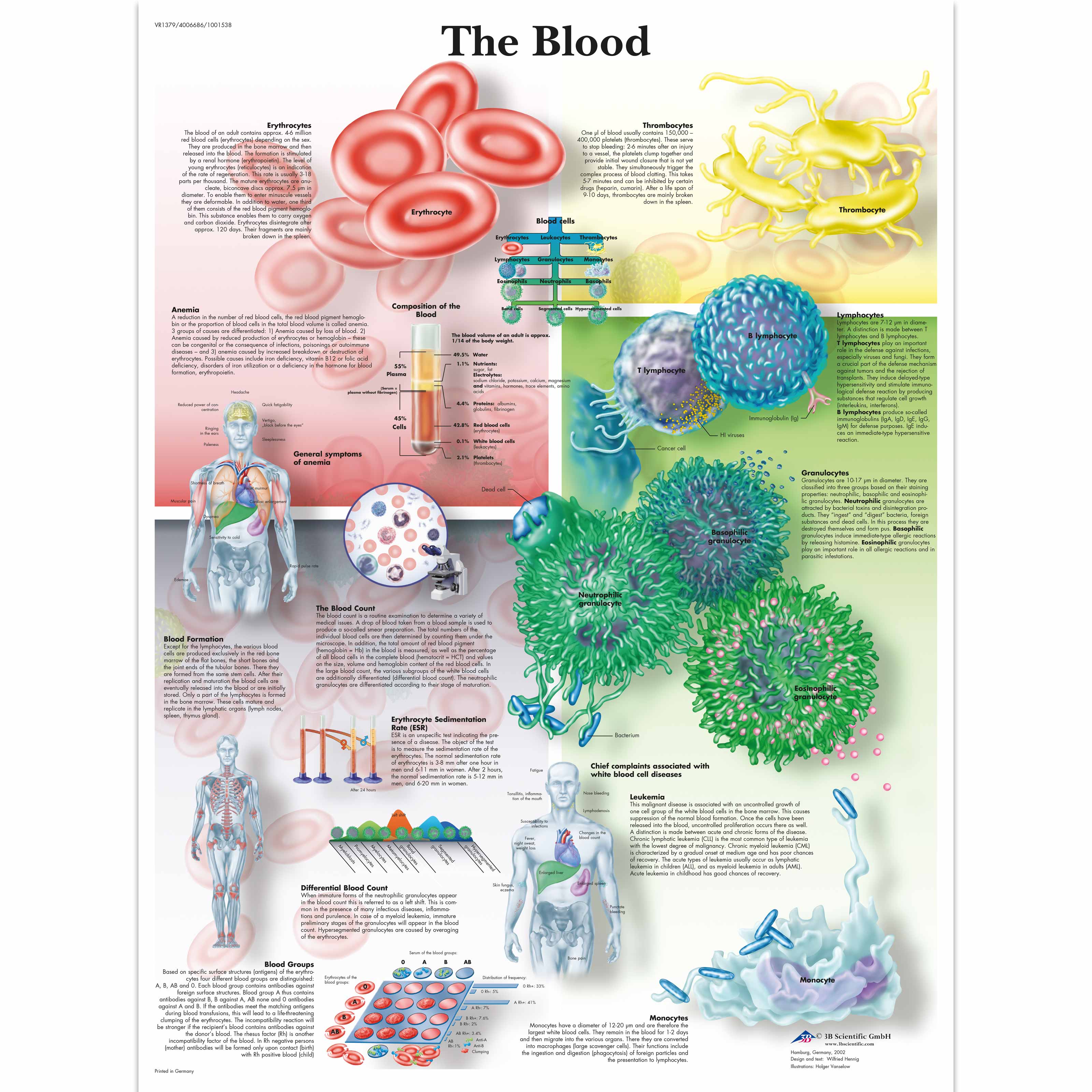 Blood Chart