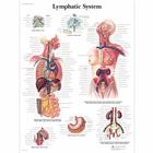 Lymphatic System Chart, 1001540 [VR1392L], The Lymphatic System