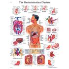 Gastrointestinal System STICKYchart™, VR1422S, Digestive System