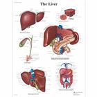 Liver Chart, 1001544 [VR1425L], Metabolic System