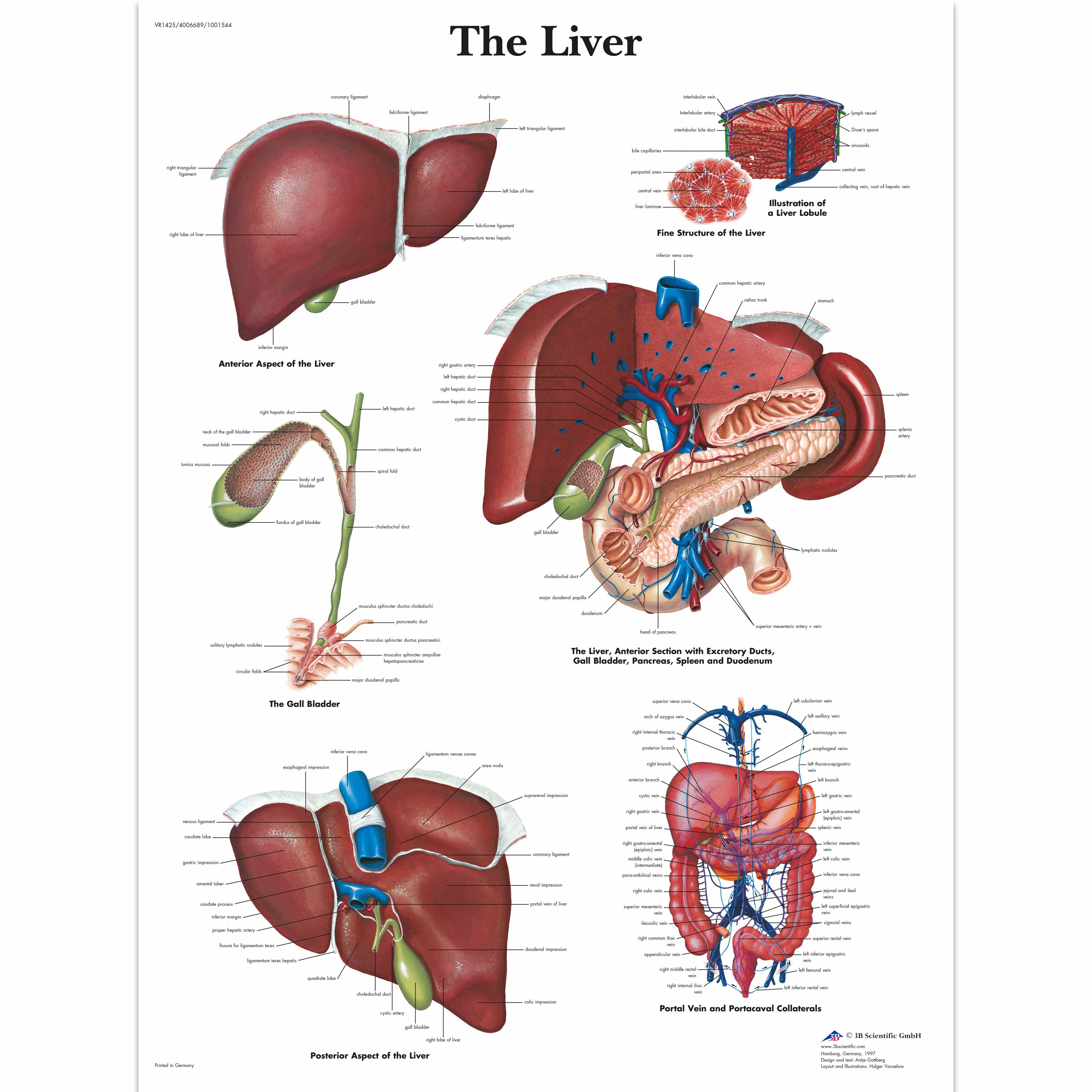 Anatomy Chart Organs